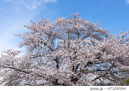 信州高山村の桜 47109564