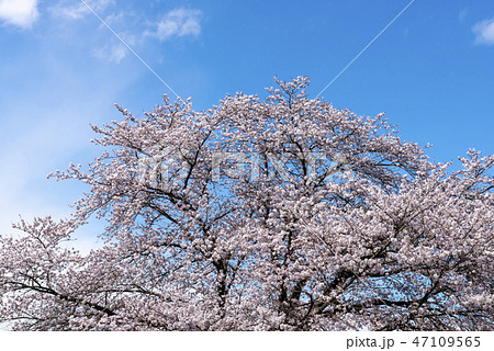 信州高山村の桜 47109565