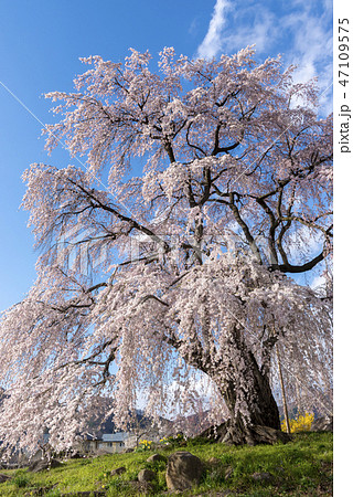 信州高山村の桜 47109575