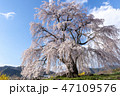 信州高山村の桜 47109576