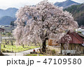 信州高山村の桜 47109580
