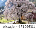 信州高山村の桜 47109581
