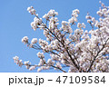 信州高山村の桜 47109584