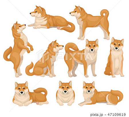 Set of cute Shiba Inu in different poses. Home...-插圖素材[47109619