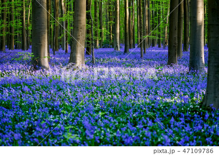 ベルギー ハルの森 満開のブルーベルの写真素材