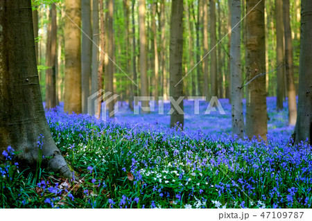 ベルギー ハルの森 満開のブルーベル 背景ぼかし の写真素材