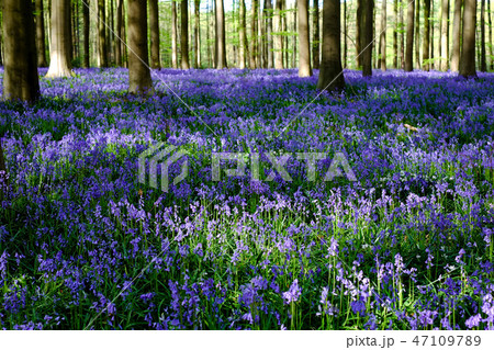 ベルギー ハルの森 満開のブルーベルの写真素材