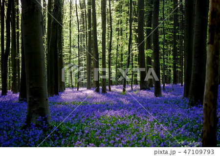ベルギー・ハルの森　満開のブルーベル（逆光） 47109793