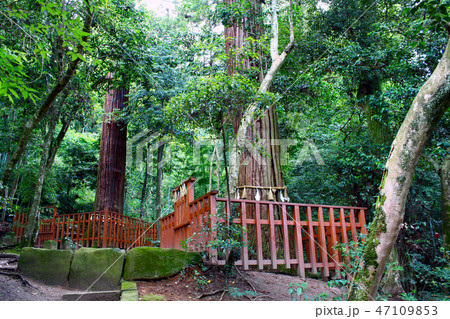 【島根】八重垣神社　夫婦杉 47109853