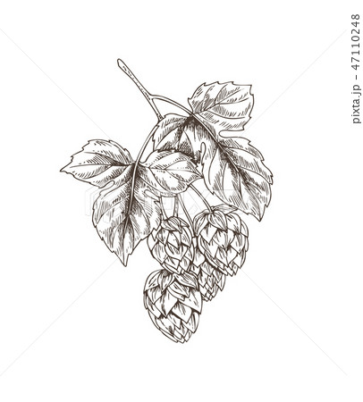 Hop Plant with Leaves Sketch Vector Illustration Hop Plant with Leaves Sketch Vector Illustration 47110248