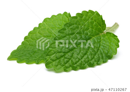 Melissa, lemon balm on white background Melissa, lemon balm on white background 47110267