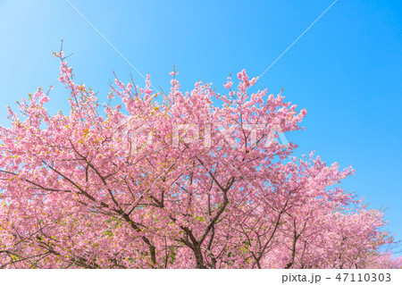河津桜 47110303