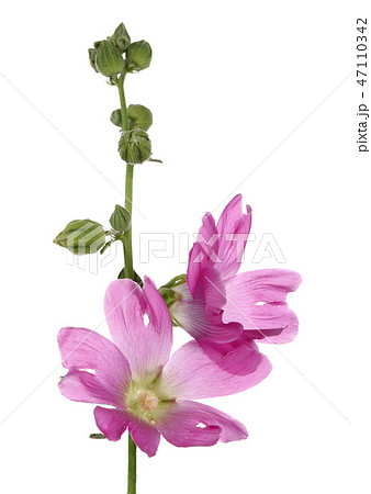 Alcea rosea, pink hollyhock, on white background 47110342