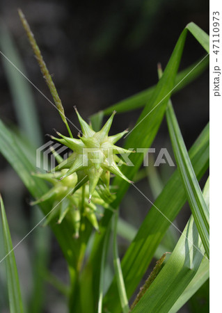 Grays sedge Grays sedge 47110973