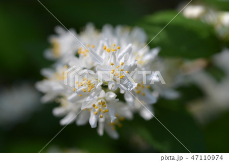 Slender deutzia Slender deutzia 47110974