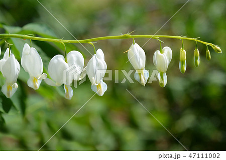 Bleeding heart 47111002