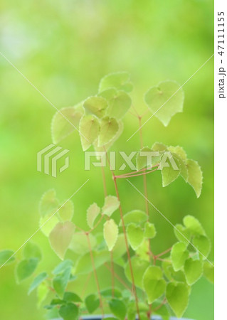 イカリソウの葉　山野草 47111155