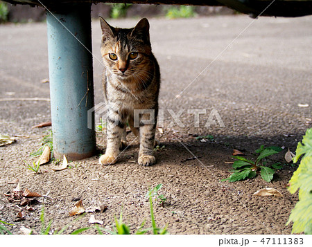 額にMマークのあるキジトラ猫(公園の野良猫) 額にMマークのあるキジトラ猫(公園の野良猫) 47111383