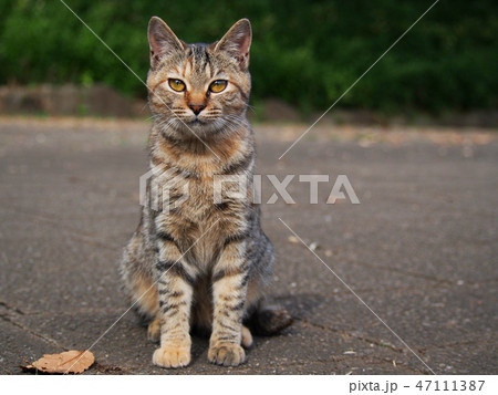 額にMマークのあるキジトラ猫 47111387