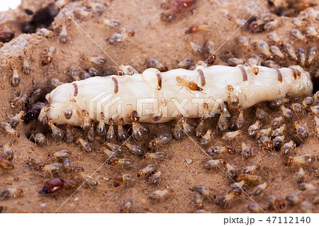 termite and queen termite in hole 47112140