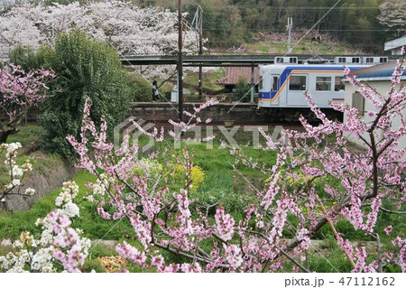 春の和歌山電鉄貴志川線 47112162