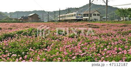 春の和歌山電鉄貴志川線 春の和歌山電鉄貴志川線 47112187