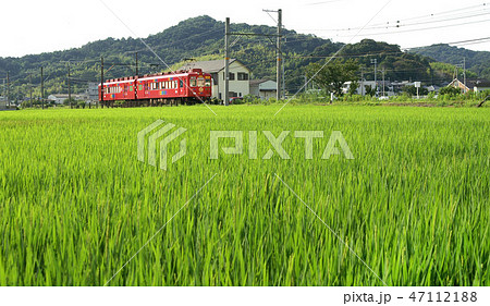 夏の和歌山電鉄貴志川線 47112188