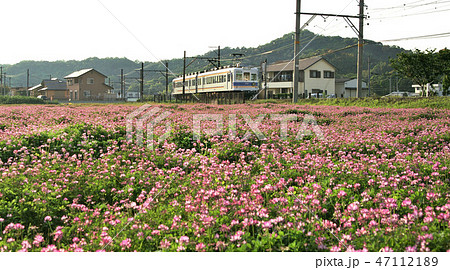 春の和歌山電鉄貴志川線 47112189