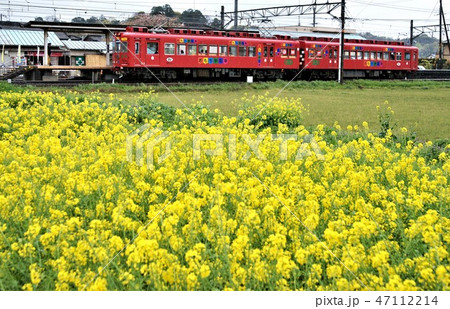 春の和歌山電鉄貴志川線 47112214