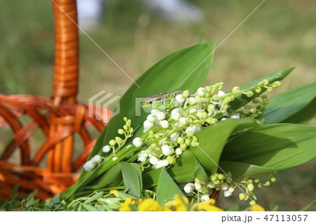 lilies valley woods lizard animals reptile tail lilies valley woods lizard animals reptile tail 47113057