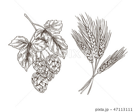 Wheat and Hop Bunches Isolated on White Background 47113111