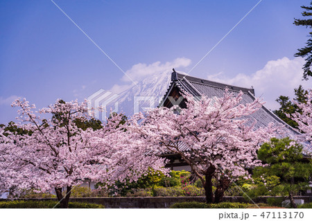 （静岡県）桜満開の大石寺庭園と富士山 47113170