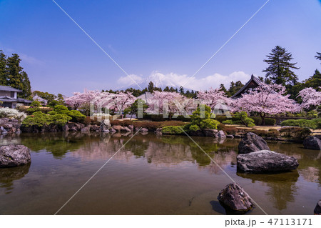 （静岡県）桜満開の大石寺庭園と富士山 47113171