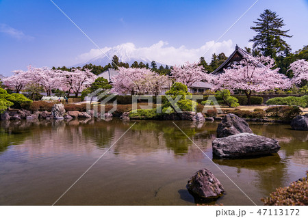 （静岡県）桜満開の大石寺庭園と富士山 47113172