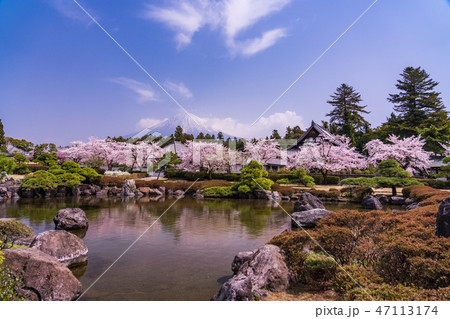 (静岡県)桜満開の大石寺庭園と富士山 (静岡県)桜満開の大石寺庭園と富士山 47113174