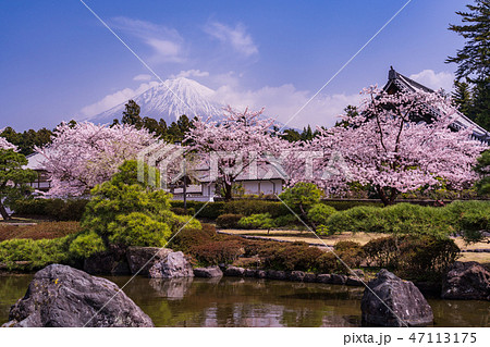 （静岡県）桜満開の大石寺庭園と富士山 47113175