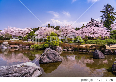 (静岡県)桜満開の大石寺庭園と富士山 (静岡県)桜満開の大石寺庭園と富士山 47113176