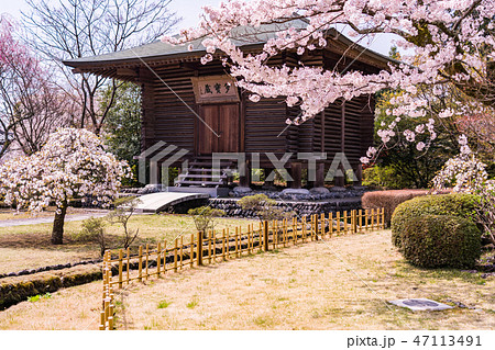 静岡県 桜満開 大石寺の境内の写真素材