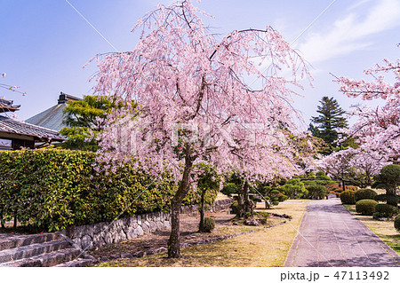 （静岡県）桜満開・大石寺の境内 47113492