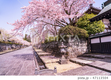 （静岡県）桜満開・大石寺の境内 47113504
