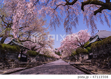 静岡県 桜満開 大石寺の境内の写真素材