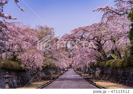 （静岡県）桜満開・大石寺の境内 47113512