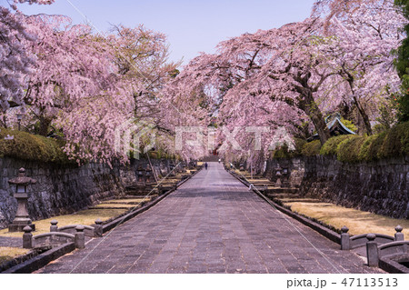 （静岡県）桜満開・大石寺の境内 47113513