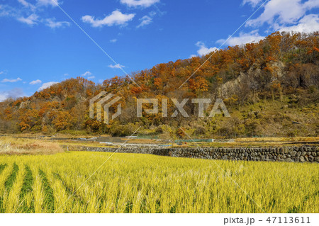 【山梨県】国の登録記念物 紅葉の七里岩 【山梨県】国の登録記念物 紅葉の七里岩 47113611