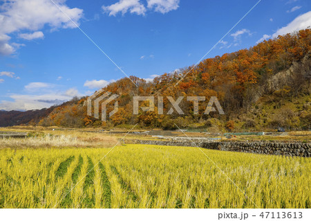 【山梨県】国の登録記念物　紅葉の七里岩 47113613