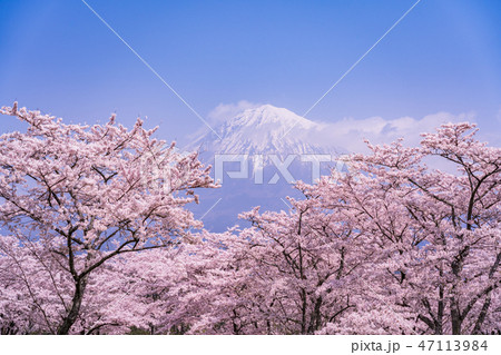 （静岡県）満開の桜　春霞の富士 47113984