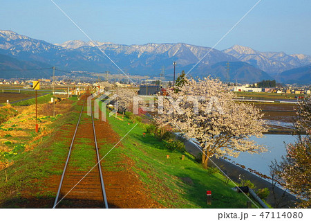 ＪＲ北大野駅（福井県）周辺の桜 47114080