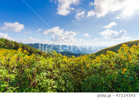 Yellow flowers on the mountain 47114343