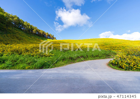 Yellow flowers on the mountain 47114345