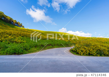Yellow flowers on the mountain 47114346